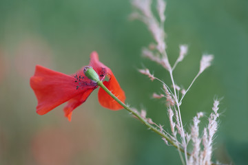 Close up of red poppy flowers. Soft focus. Copy space. 