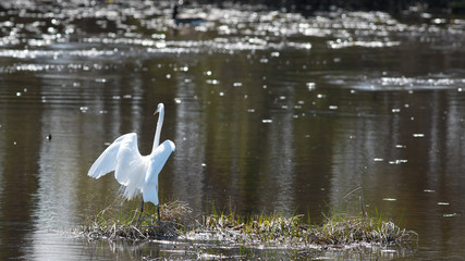 Snow white Egret in the middle of lake