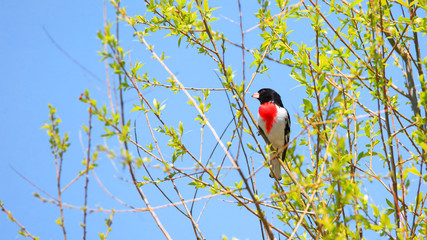 Rose Brested grosbeak bird on the tree branch