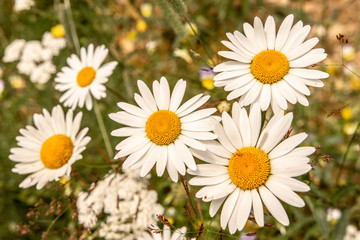 Obraz na płótnie Canvas White Daisy Flowers on Green Meadow Field. Nature and Gardening Concept.