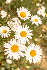 White Daisy Flowers on Green Meadow Field. Nature and Gardening Concept.