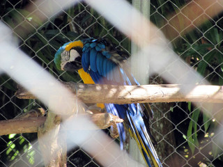 Blue and yellow Macaw parrot (Ara ararauna) in the zoo