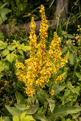 Verbascum Nigrum or Yellow Candle Flower