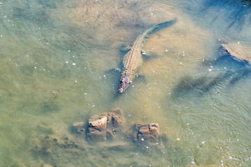 Obraz premium Nile crocodile in the Crocodile River near Malalane