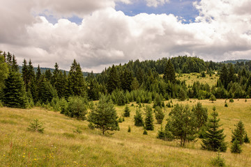 Woodland Forest Landscape. Pine Trees on Meadow. Tara National Park.