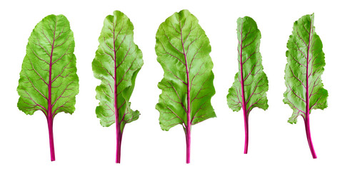 Beetroot foliage, beet leaves isolated on white background