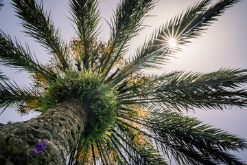 Looking up at a Palm Tree with the Sun Shining Through the Leaves