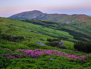 Pink rose rhododendron flowers on early morning summer misty mountain top. Carpathian, Ukraine.