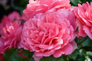 Delightful English pink roses in the garden close-up