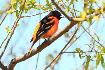 Beautiful Baltimore Oriole on tree branch