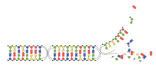 DNA strands of the genome. Sequence of double-stranded DNA nucleotide, phosphate, sugar and bases. Vector image on white background.