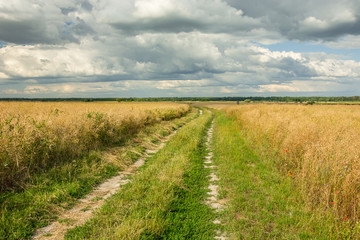 Fototapeta na wymiar Dirt road through golden rapeseed field, horizon and clouds on blue sky