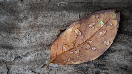 Water Drops On Brown Dried Leaf
