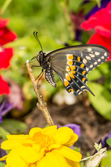 Eastern Black Swallowtail Butterfly (Papilio polyxenes)