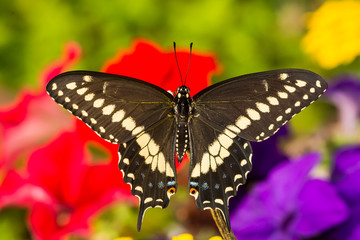Eastern Black Swallowtail Butterfly (Papilio polyxenes)