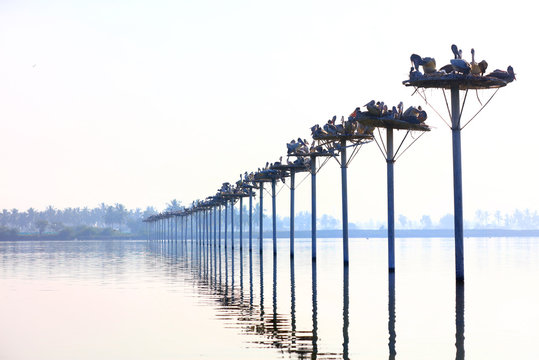 Pelicans at Kolleru bird sanctuary in Andhra pradesh India