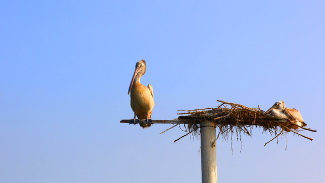 Pelicans at Kolleru bird sanctuary in Andhra pradesh India