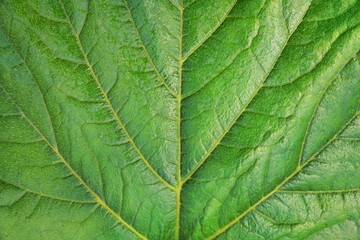 Naklejka na ściany i meble Background of fresh green leaf macro