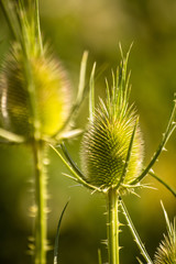 Obraz premium Green wild Teasel (Dipsacus fullonum) or thistle, spiky plant with thorn on a meadow