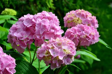 Delightful pink hydrangea in the garden close-up