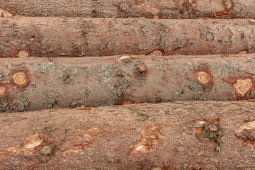 Trunks of Trees Background. Tree Logs Felling of the Forest. Fire Wood Logs.