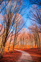 Fototapeta premium Autumn landscape in the forest