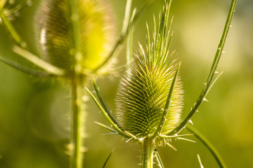 Green wild Teasel (Dipsacus fullonum) or thistle, spiky plant with thorn on a meadow