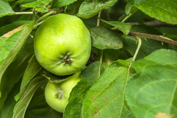 Close-up of green apples hanging on a tree