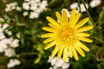 Wild Yellow Flower Hieracium Hairy Hawkweed