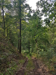 Waldweg Wald Baum Natur