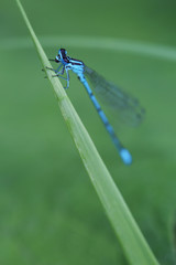 Damselfly is resting on leaf
