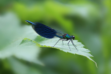 Beautiful demoiselle (Calopteryx virgo) on leaf
