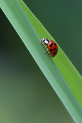 Ladybug on leaf