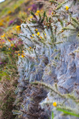 Beautiful sunny nature background with spider web on a flowers.