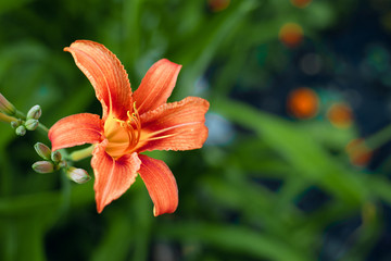Red Lily flower on green grass background