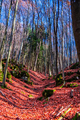 Autumn landscape