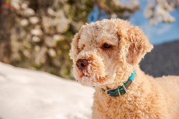 Cute dog on the snow