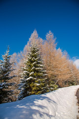 Snow trees in the cold winter