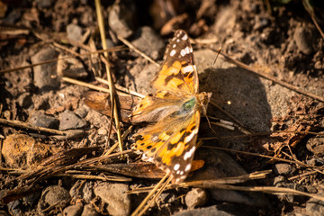 Colorful butterfly sitting on a forest footpath