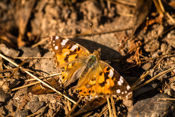 Colorful butterfly sitting on a forest footpath