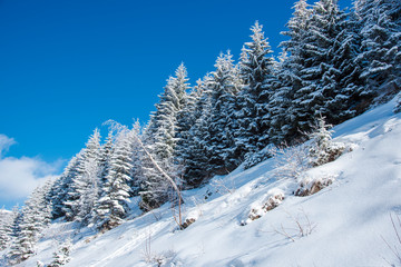 Fototapeta na wymiar Snow trees in the cold winter