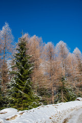 Snow trees in the cold winter