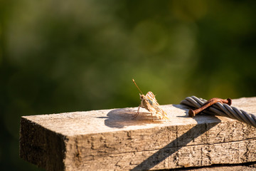 Colorful butterfly sitting on a forest footpath