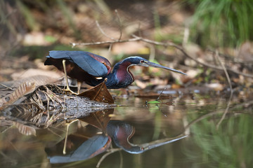 Agami heron