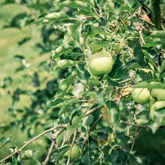 Apples Ripening on a Tree