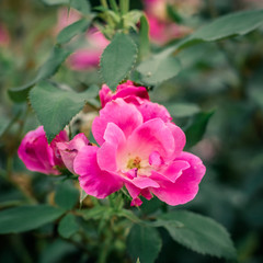 Full Blown Rose Surrounded by Green Leaves