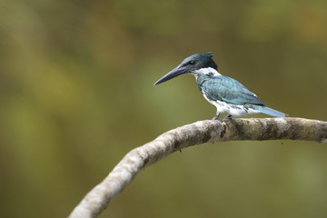 Amazon kingfisher perching