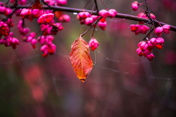 Wild pink fruits in the forest