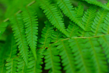 leaves of fern