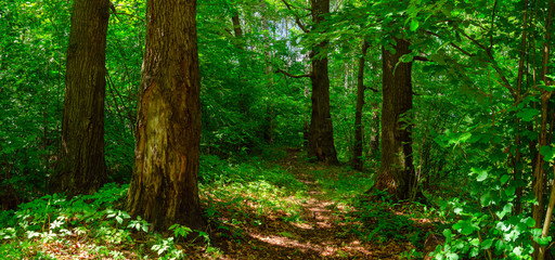 Panoramic view of footpath passing through the forest with old oak trees.